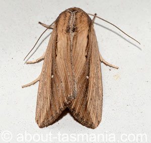Leucania stenographa