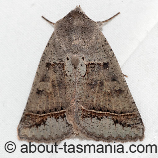 Pantydia sparsa, Erebidae, Tasmania, moth