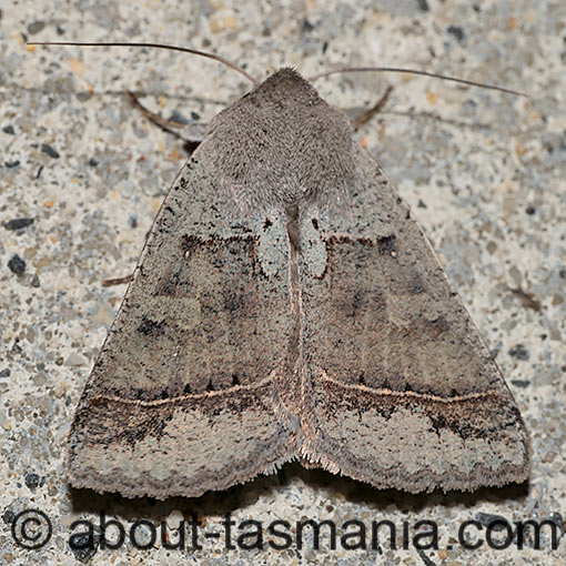 Pantydia sparsa, Erebidae, Tasmania, moth