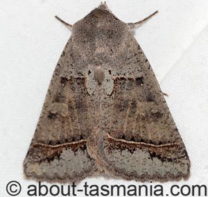 Pantydia sparsa
