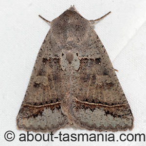 Pantydia sparsa
