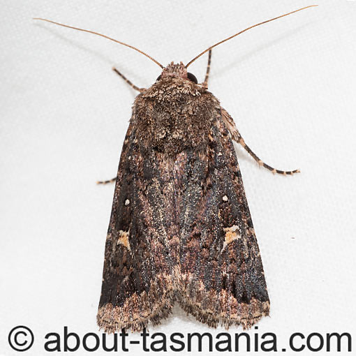 Proteuxoa scotti, Noctuidae, Tasmania, moth