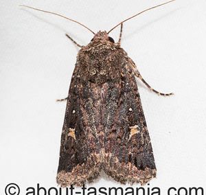 Proteuxoa scotti