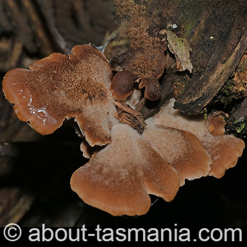 Lentinellus castoreus, Tasmania, fungi