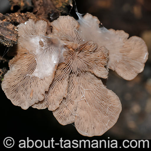 Lentinellus castoreus, Tasmania, fungi