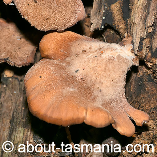 Lentinellus castoreus, Tasmania, fungi