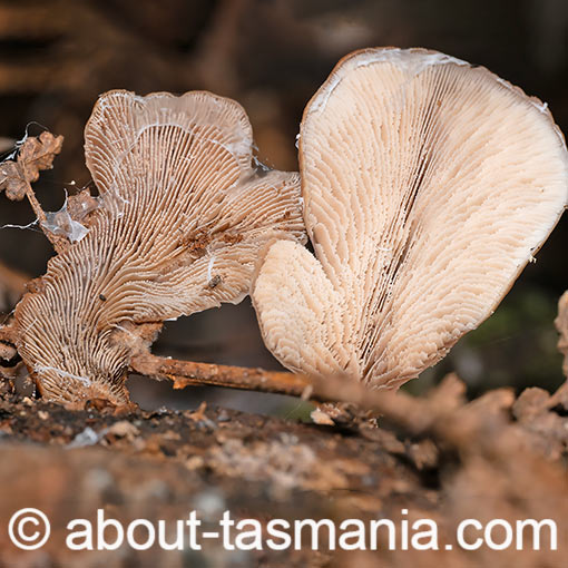 Lentinellus castoreus, Tasmania, fungi