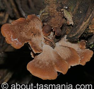 Lentinellus castoreus