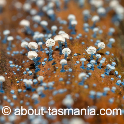 Mycena lazulina, Tasmania, fungi