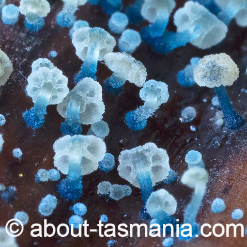 Mycena lazulina, Tasmania, fungi