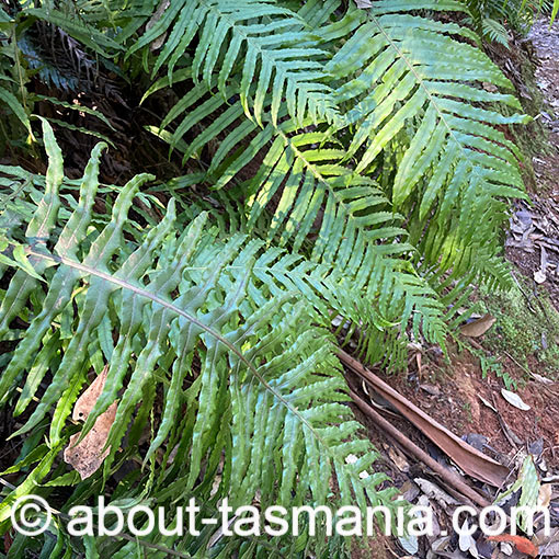 Oceaniopteris cartilaginea, Blechnum cartilagineum, Tasmania, fern
