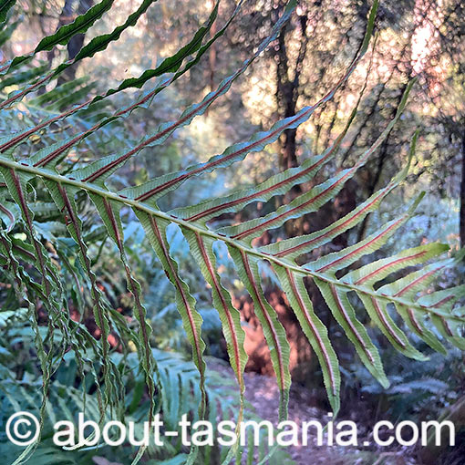 Oceaniopteris cartilaginea, Blechnum cartilagineum, Tasmania, fern