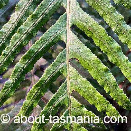 Oceaniopteris cartilaginea, Blechnum cartilagineum, Tasmania, fern