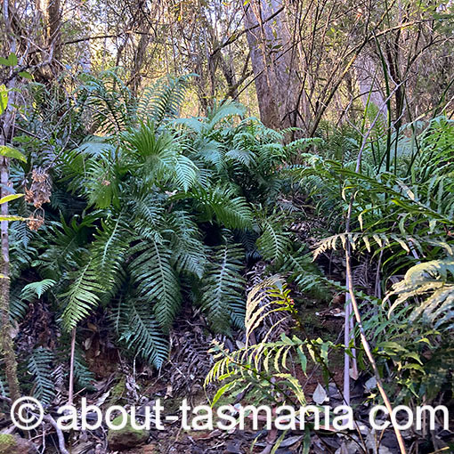 Oceaniopteris cartilaginea, Blechnum cartilagineum, Tasmania, fern