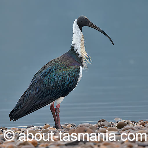 Straw-necked ibis, Threskiornis spinicollis, Tasmania