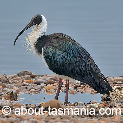 Straw-necked ibis, Threskiornis spinicollis, Tasmania