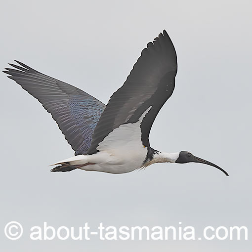 Straw-necked ibis, Threskiornis spinicollis, Tasmania