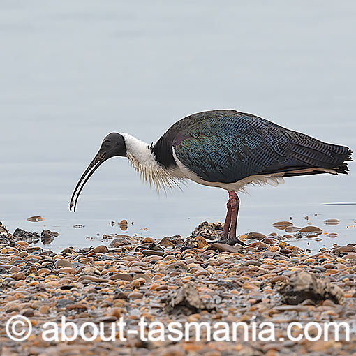 Straw-necked ibis, Threskiornis spinicollis, Tasmania