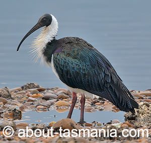 Straw-necked ibis