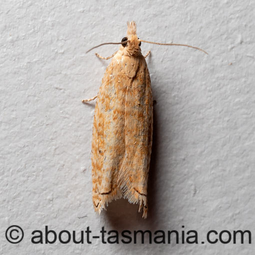 Ancylis segetana, Tortricidae, Tasmania, moth