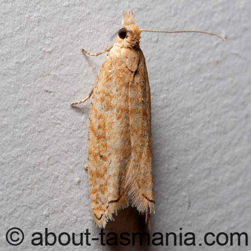 Ancylis segetana, Tortricidae, Tasmania, moth