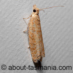 Ancylis segetana