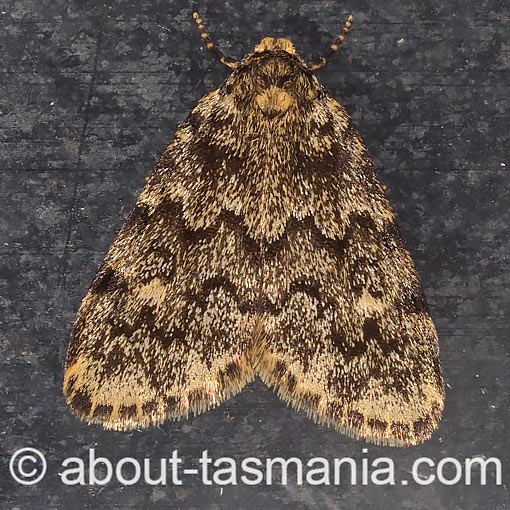 Halone sobria, Erebidae, Tasmania, moth