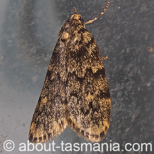Halone sobria, Erebidae, Tasmania, moth