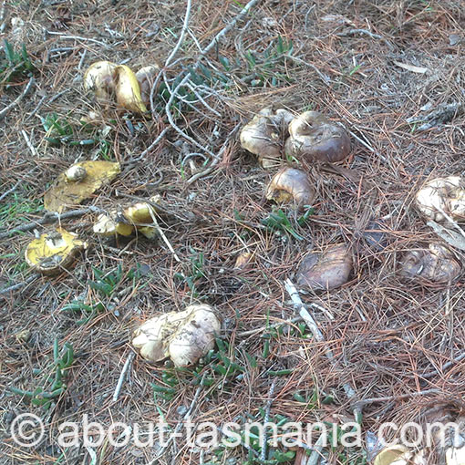 Suillus granulatus, fungi, Tasmania