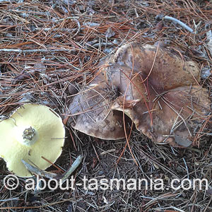 Suillus granulatus