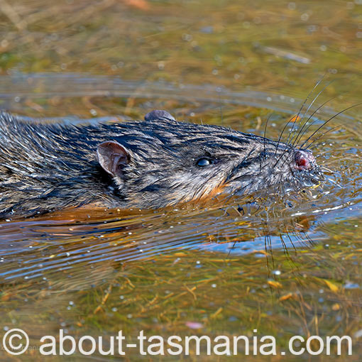 Rakali, Hydromys chrysogaster, Tasmania