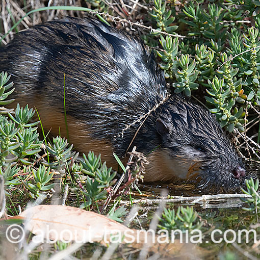 Rakali, Hydromys chrysogaster, Tasmania