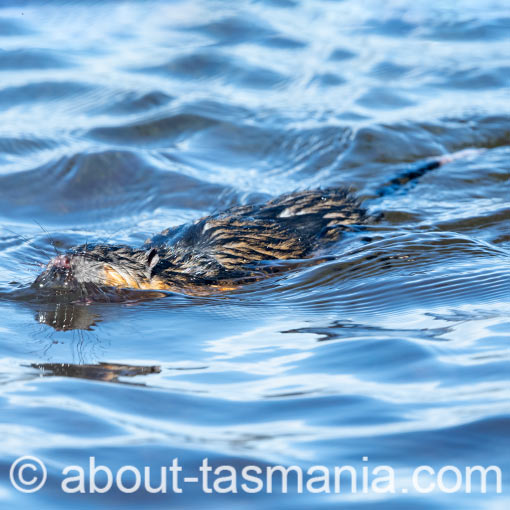 Rakali, Hydromys chrysogaster, Tasmania