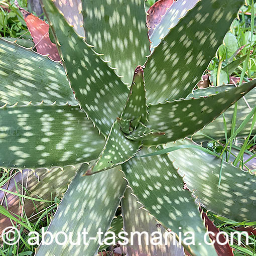 Aloe maculata, Tasmania