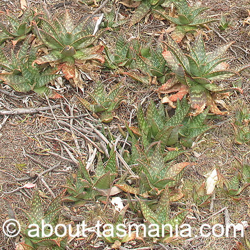 Aloe maculata, Tasmania