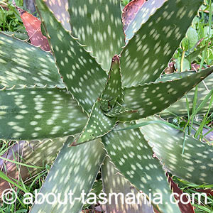 Aloe maculata