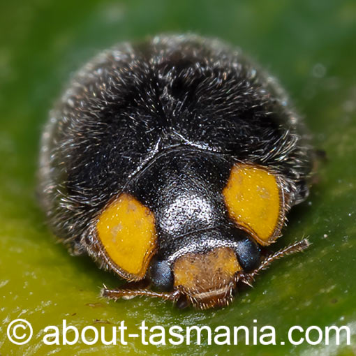Apolinus lividigaster, yellow-shouldered ladybird beetle, Tasmania