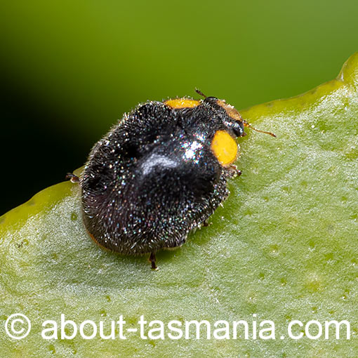 Apolinus lividigaster, yellow-shouldered ladybird beetle, Tasmania