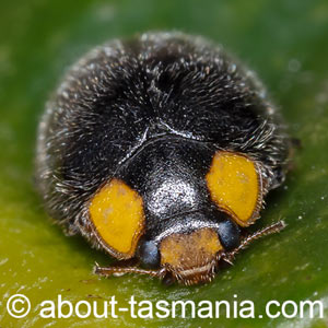 Apolinus lividigaster