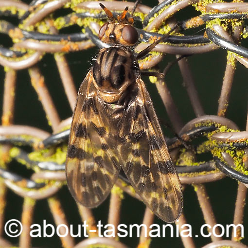 Austroleptis rhyphoides, Austroleptidae, Tasmania
