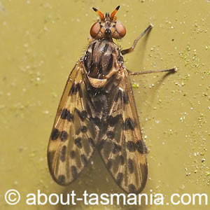 Austroleptis rhyphoides