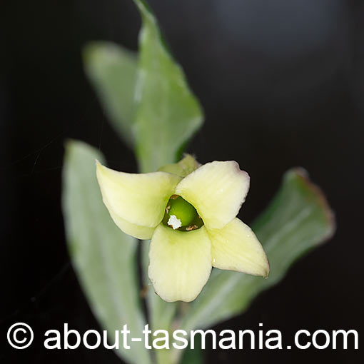 Billardiera mutabilis, green appleberry, Tasmania