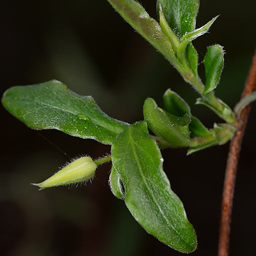 Billardiera mutabilis, green appleberry, Tasmania