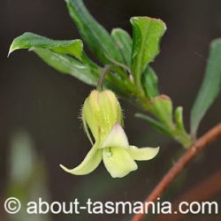 Billardiera mutabilis