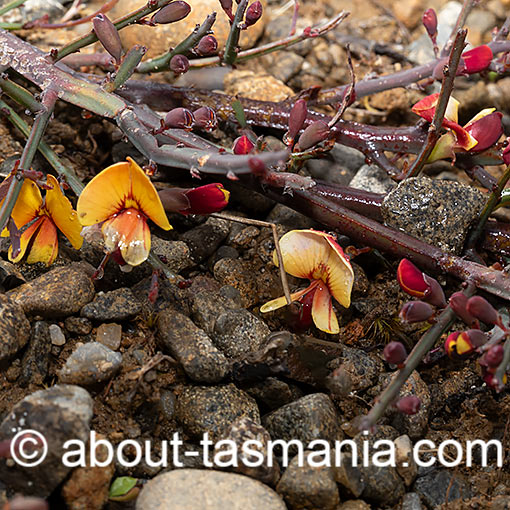 Bossiaea riparia, river leafless Bossiaea, Tasmania