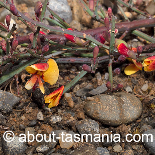 Bossiaea riparia, river leafless Bossiaea, Tasmania