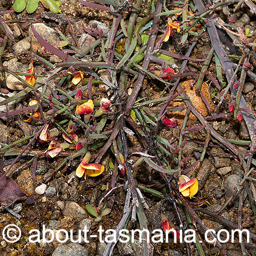 Bossiaea riparia, river leafless Bossiaea, Tasmania