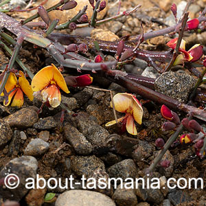 Bossiaea riparia