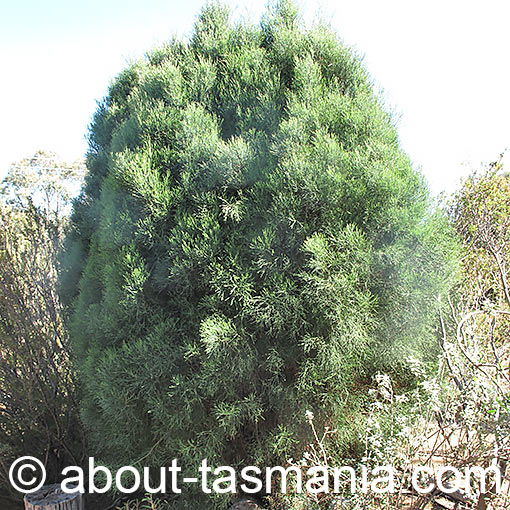 Callitris oblonga, South Esk Pine, Tasmania