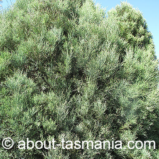 Callitris oblonga, South Esk Pine, Tasmania